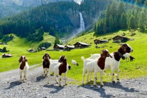 From Zurich: The most beautiful insider spots in Switzerland (private 1-day tour) - Altdorf and Wilhelm Tell: history you can walk around