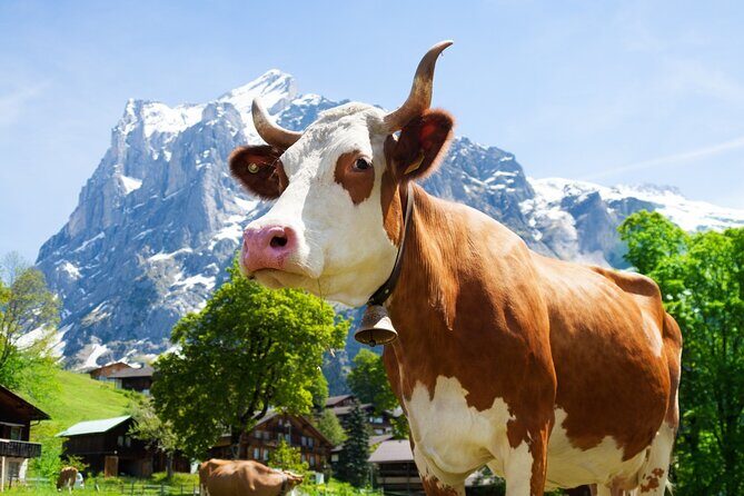 Zurich: Chocolarium and Appenzeller Schaukäserei Tour - Key things to know before you go