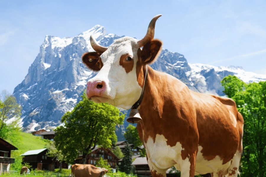 Zurich: Rhine Falls, Chocolate & Cheese Factory Day Trip - A full-day loop from Zurich: timing and what it means for you